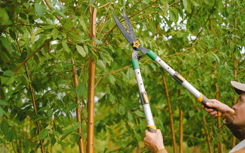 Tree trimming in Armstrong, IA